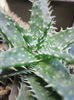 aloe  haworthioidesx doran black