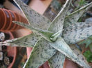 aloe  rauhii snowflake