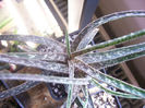 aloe bellatula