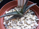 aloe calcairophila