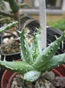 aloe erinacea
