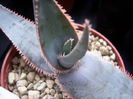 aloe laeta