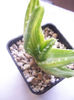 aloe mitriformis fma variegata .