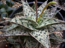 aloe sp doran black