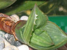 aloe__maculata_1-t1