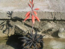 aloe_parvula03-t1