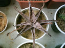 aloe_rauhii1-t1