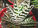 aloe_variegata-t1