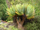 eden_garden__aloe_plicatilis-t1