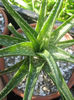 aloe  sp fire bird