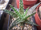 aloe haworthioides x doran black