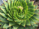 aloe polyphylla