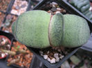 gasteria brachy