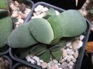 gasteria glomerata