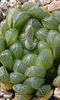 Haworthia_dielsiana