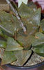Haworthia_emelyae