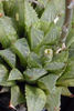 Haworthia_emelyae_multif