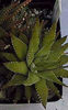 Haworthia_fasciata