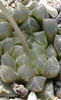 Haworthia_pilifera