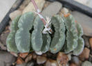 hawortia truncata