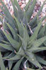 Haworthia_longiana