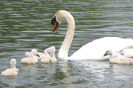 Mute Swan with cygnets 2