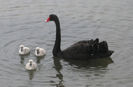 Swans and cygnets 14