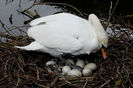 IMG_4778 swan and eggs
