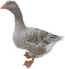 American-Buff-Goose-Cut-Out