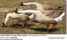 549x334xAfricanBrownGeese3.jpg.pagespeed.ic.JxvHf4gKdF