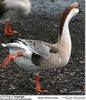 BrownChineseGoose