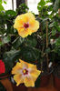 Tahitian Brown Star