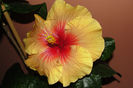 Tahitian Zodiac Capricorn