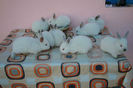 pui f4