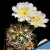 Acanthocalycium_chionanthum_flower_810