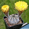 Acanthocalycium_glaucum_810