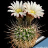 Acanthocalycium_sp_P91_810