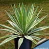 Agave_angustifolia_marginata_810