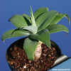 Agave_attenuata_810