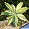 Agave_attenuata_variegata_810