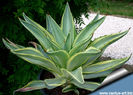 Agave_desmetiana_joe_hoak_810