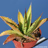 Agave_horrida_perotensis_winter_810