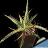 Agave_leopoldii_810