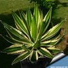 Agave_lophantha_Goshikibandai_810