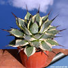 Agave_patonii_variegata_05_810