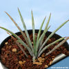 Agave_stricta_nana_blue_form_810