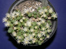 conophytum lambertense