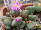 conophytum tischeri