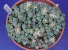 conophytum truncatum