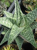 gasteraloe sp